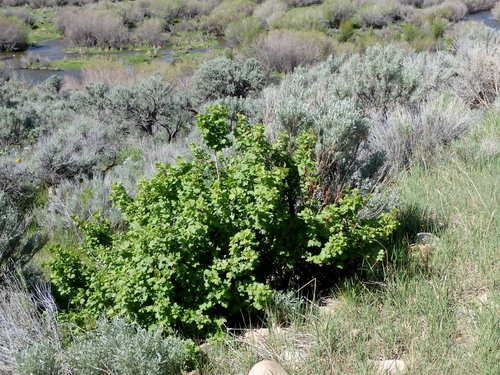 GDMBR: Current, aka Mountain Mahogany.